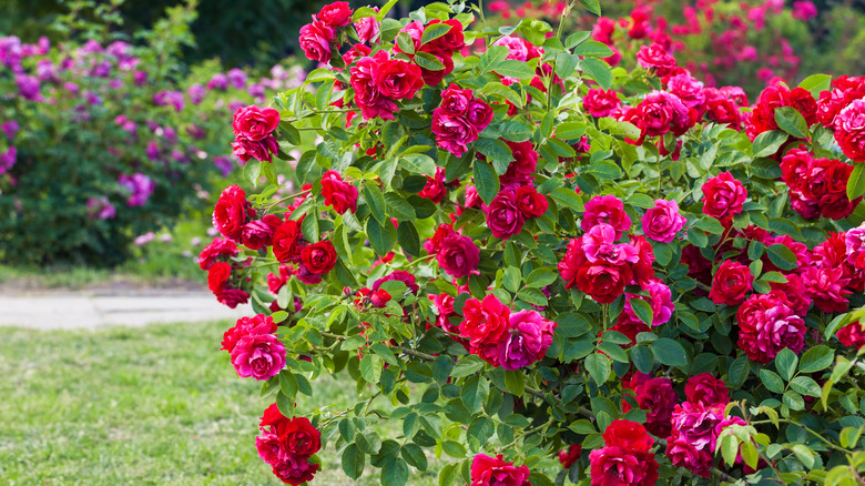 Using Milk As A Gardening Hack For Healthy Rose Plants Global Ideas