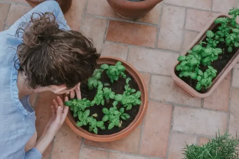 Essential Tips for Successful Osteospermum Cultivation: How to Grow and Care for African Daisies