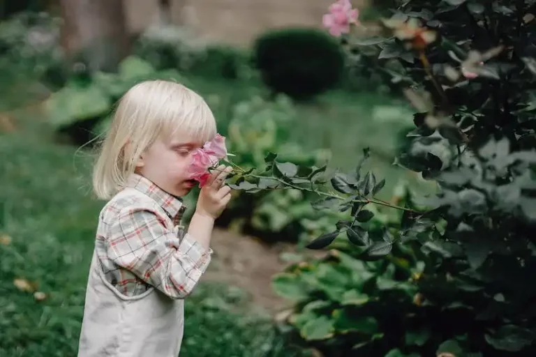 The Hebe Society: Celebrating the Beauty and Resilience of Hebes in Gardens Across the World