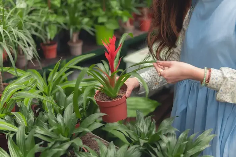 Tips for Successfully Growing Lettuce Indoors: From Seed to Salad