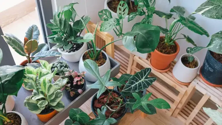 A Guide on Growing a Calathea Peacock Plant: All You Need to Know