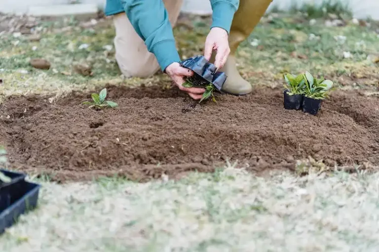 A Useful Bird Feeder Hack to Deter Crows from Invading Your Yard