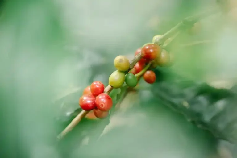 Tips and Techniques for Cultivating, Trimming, and Propagating Vibrant Beautyberry Shrubs