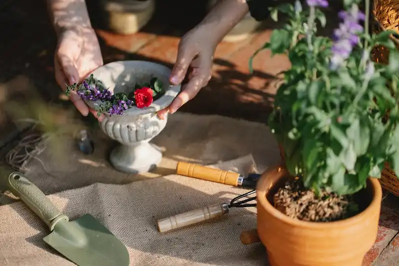 Tips for successfully growing wildflowers in containers