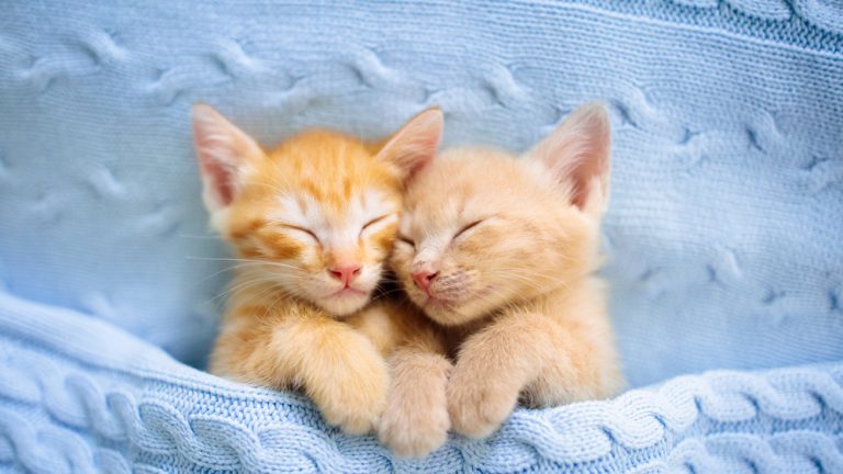 Orange ginger kittens sleeping and snuggling.