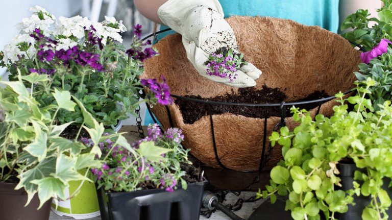 person preparing container garden