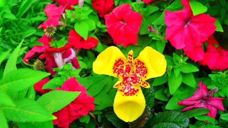 Vibrant yellow tigridia among petunias