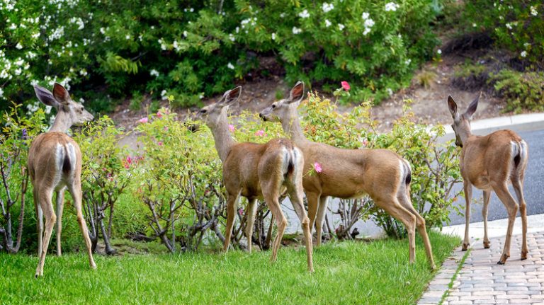 Deer eating flowers in yard