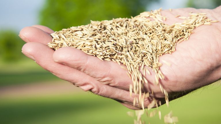 Carpetgrass on lawn