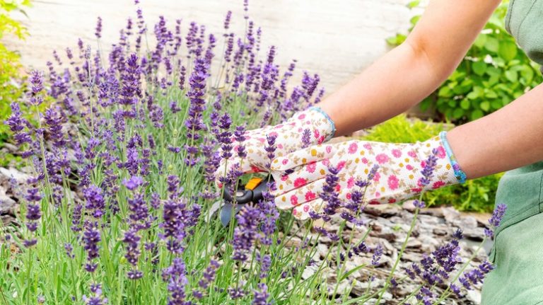 Lavender being cut