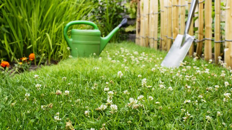 bee lawn with white clover