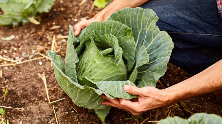 man checking cabbage in garden