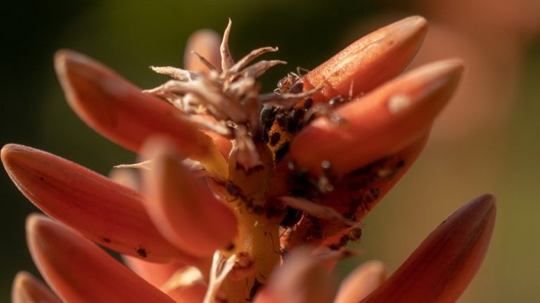 Aphids on aloe vera plant