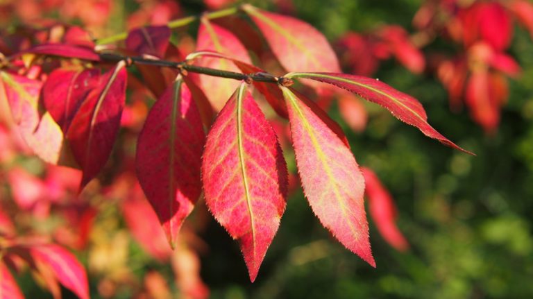 burning bush color-changing leaves