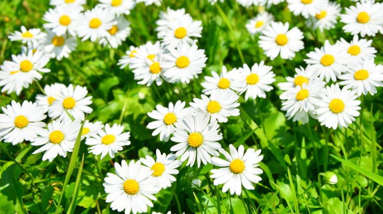 chamomile plants