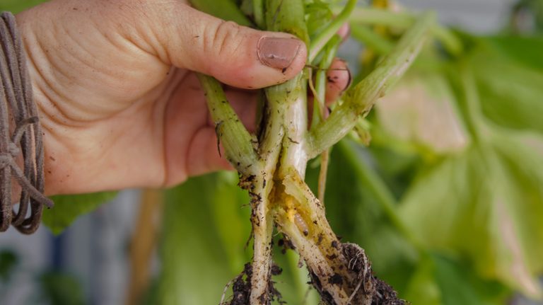 Vine borer destroying plant