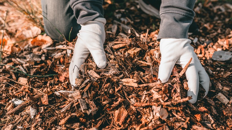 Gloved hands holding mulch