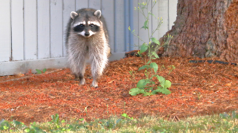 Raccoon in yard