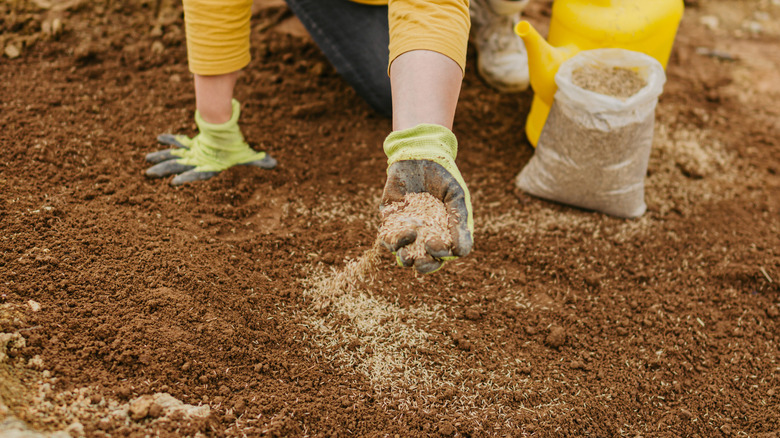 woman planting seed in grass