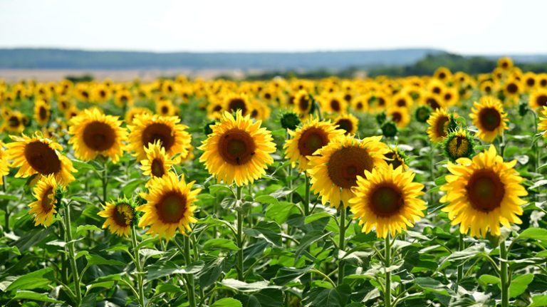 Field of large blooming sunflowers