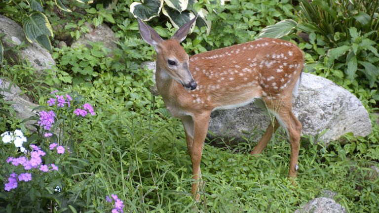 deer in garden