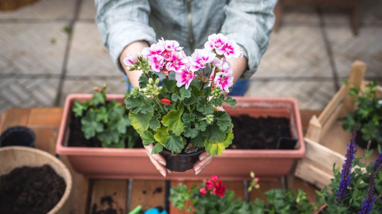 person holding a plant pot with geranium