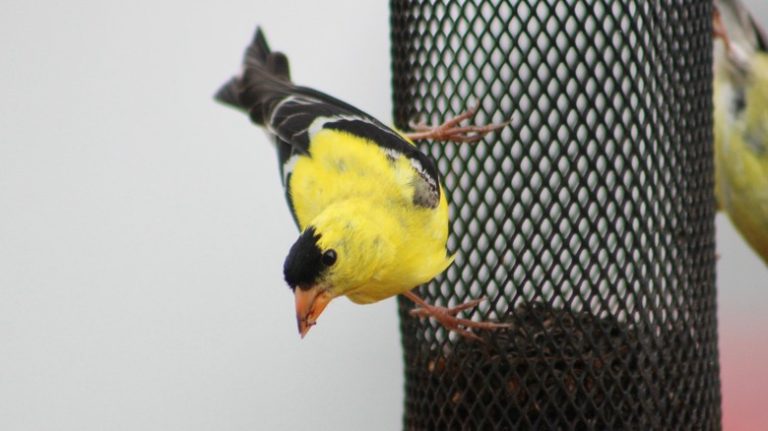 American goldfinch and Nyger feeder
