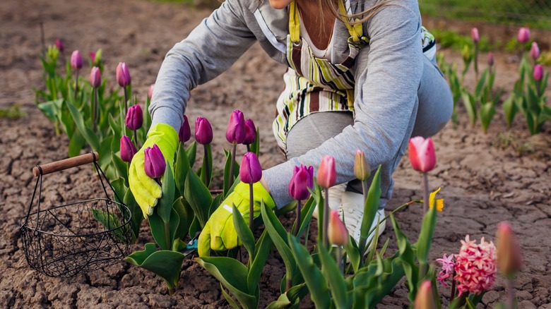 woman gardening tulips