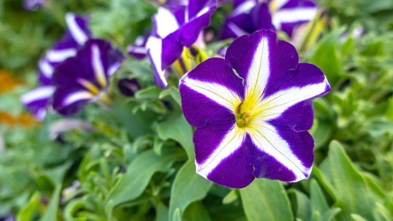 purple and white striped petunias