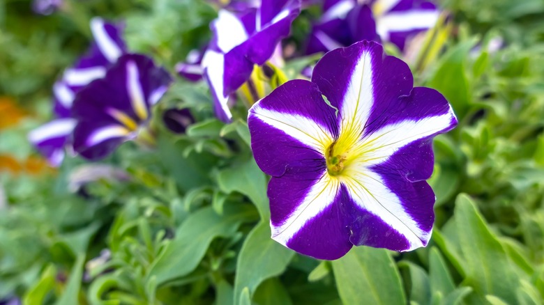 Asparagus and Petunias: Perfect Companion Plants for Your Garden ...