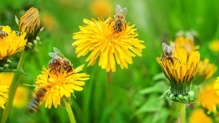 Bees pollinating flowers