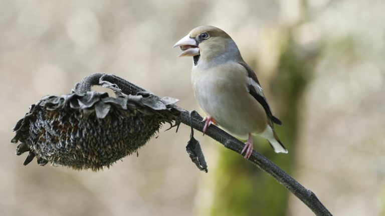 eating bird on a sunflower