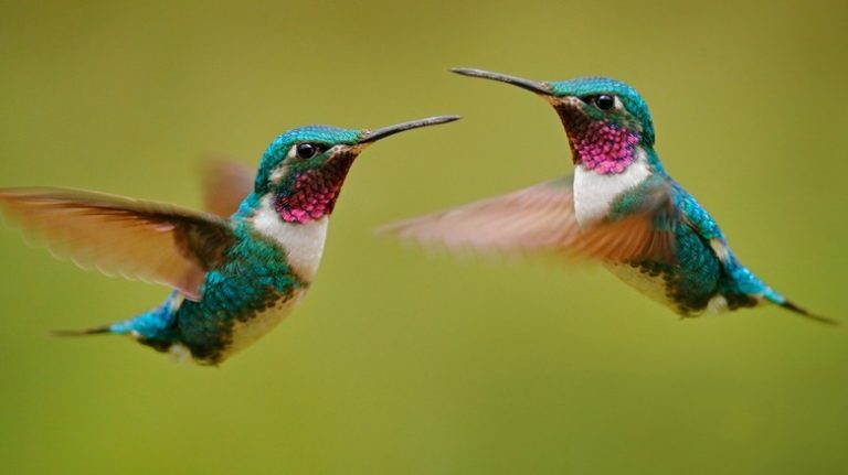 Two hummingbirds flying closely