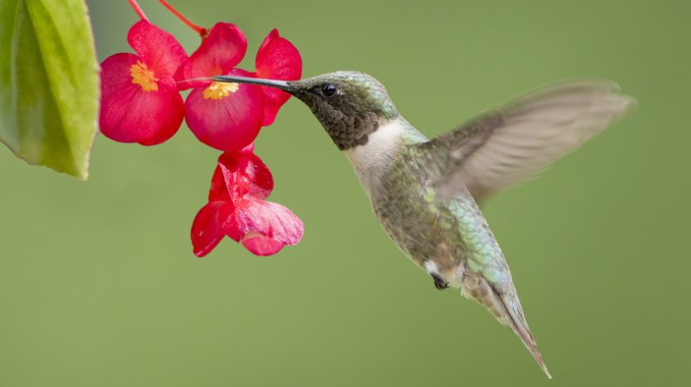 Hummingbird feeding on flower