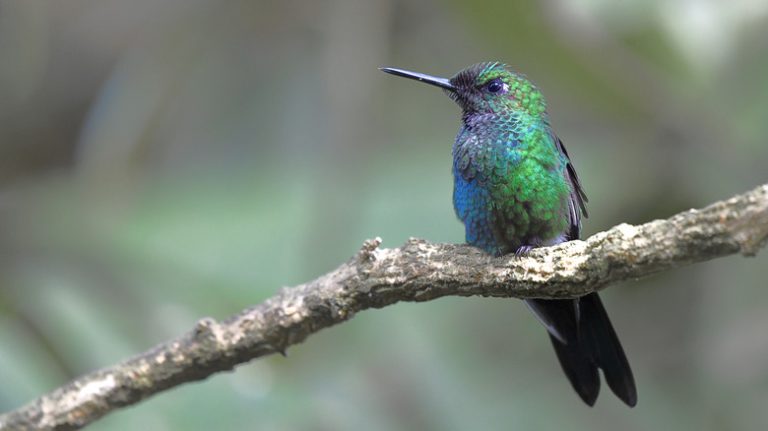 hummingbird on tree branch