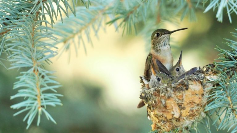 Hummingbird nest in tree