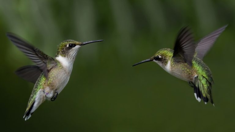 two hummingbirds in mid flight