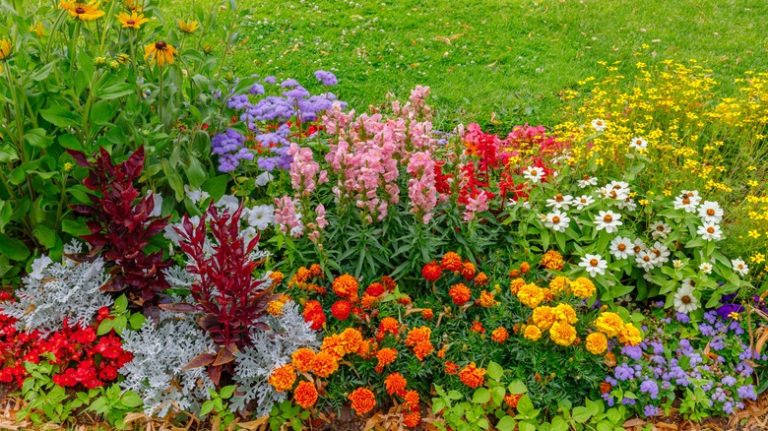 Attract Hummingbirds to Your Yard with a Cardinal Flower Garden ...