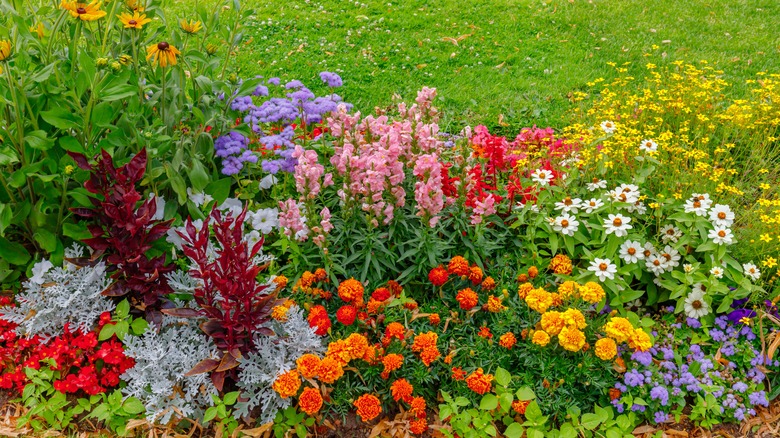 Colorful garden