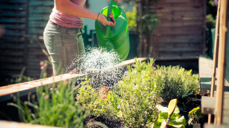 person watering raised garden bed