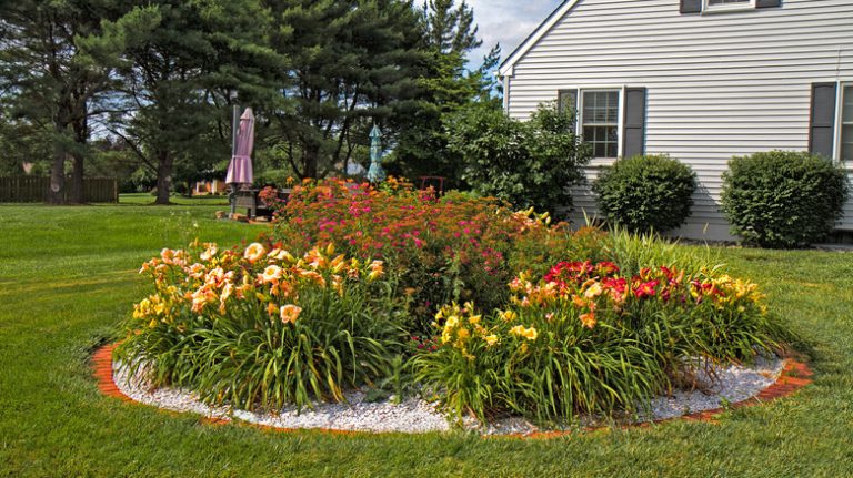 daylilly flower garden