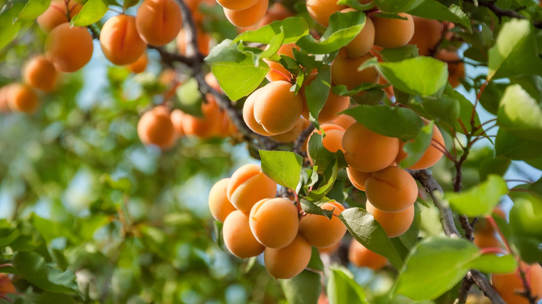 Apricot fruit on branches