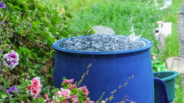 Overflowing rain barrel