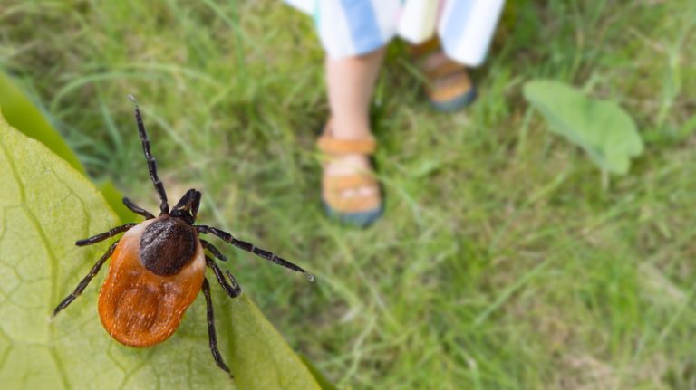 Tick on the lawn