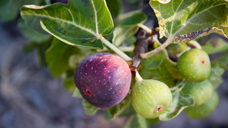 branch with ripe fig