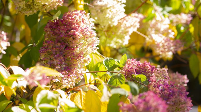 pink hydrangea blooms in fall