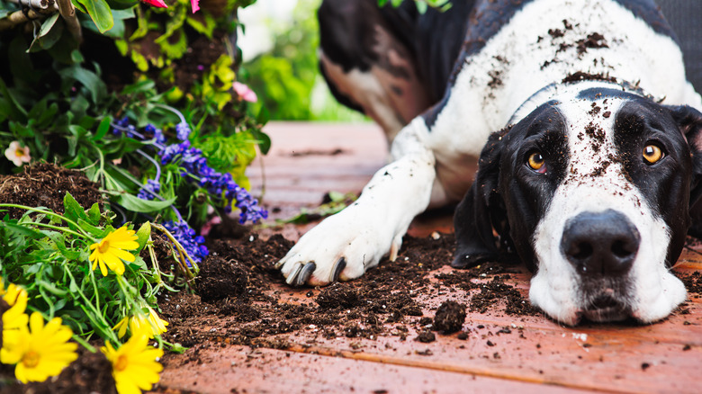 Dog and uprooted flowers