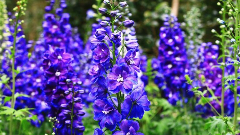 Bright purple delphinium plants