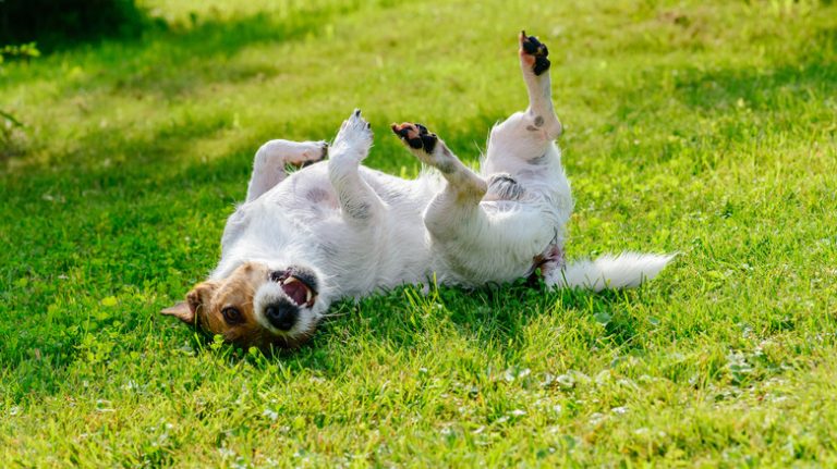 Dog rolling in grass