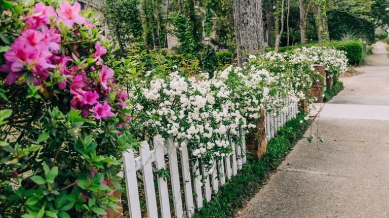 azaleas and gardenias in front garden